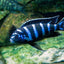 Chindongo demasoni Demasoni Cichlid AFRICAN CICHLIDS Danaqua Live Fish & More
