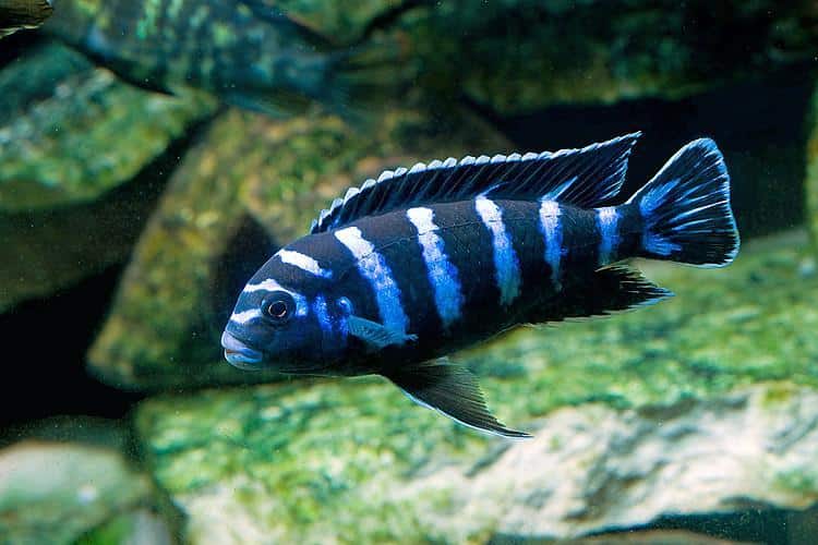 Chindongo demasoni Demasoni Cichlid AFRICAN CICHLIDS Danaqua Live Fish & More