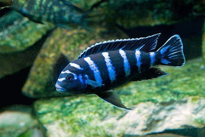 Chindongo demasoni Demasoni Cichlid AFRICAN CICHLIDS Danaqua Live Fish & More