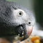 Parrot Food Sample Pack Parrot Food Bird Street Bistro