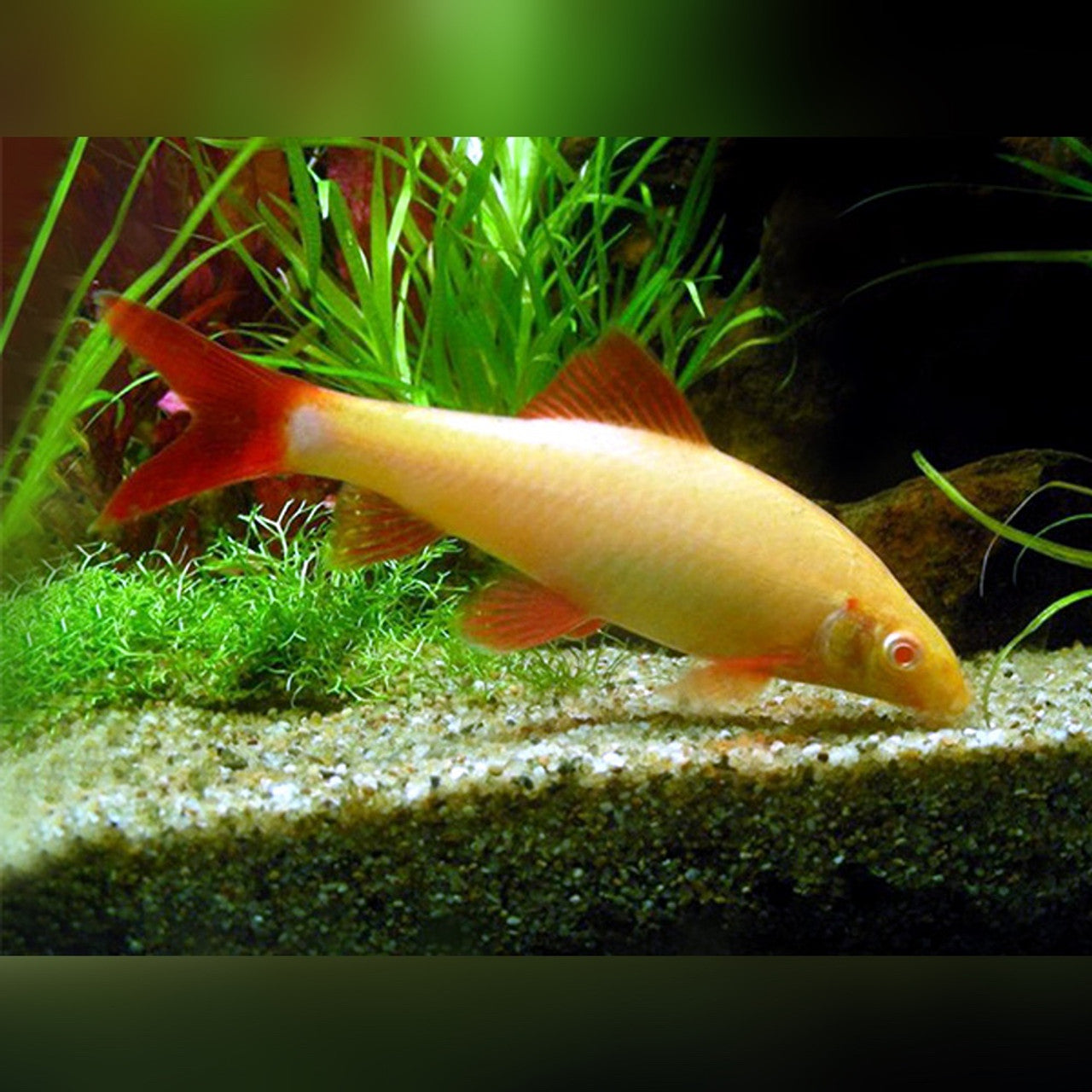 Albino Rainbow Shark SHARK Danaqua Live Fish & More