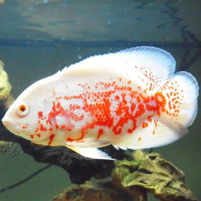 Albino Red Tiger Oscar AMERICAN CICHLID Danaqua Live Fish & More