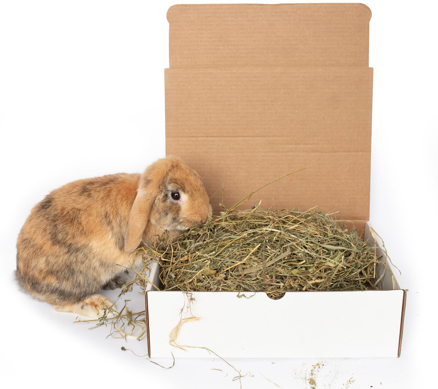 BunLuv All Natural Alfalfa For Rabbits, Guinea Pigs, Chinchillas, & Hamsters (10 Pounds) Dahlia Pets