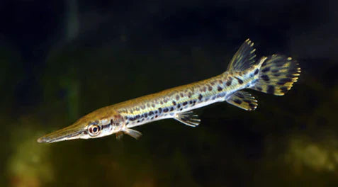 Alligator gar (Atractosteus spatula) MISCELLANEOUS Danaqua Live Fish & More