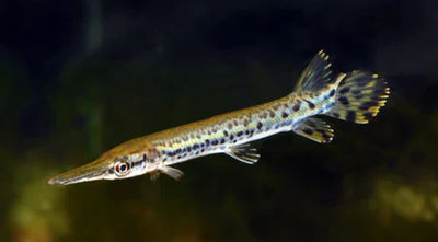 Alligator gar (Atractosteus spatula) MISCELLANEOUS Danaqua Live Fish & More