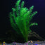 Anacharis Bunch – 5-7 Stems – Easy Aquatic Plant Aqua Leaf Aquatics