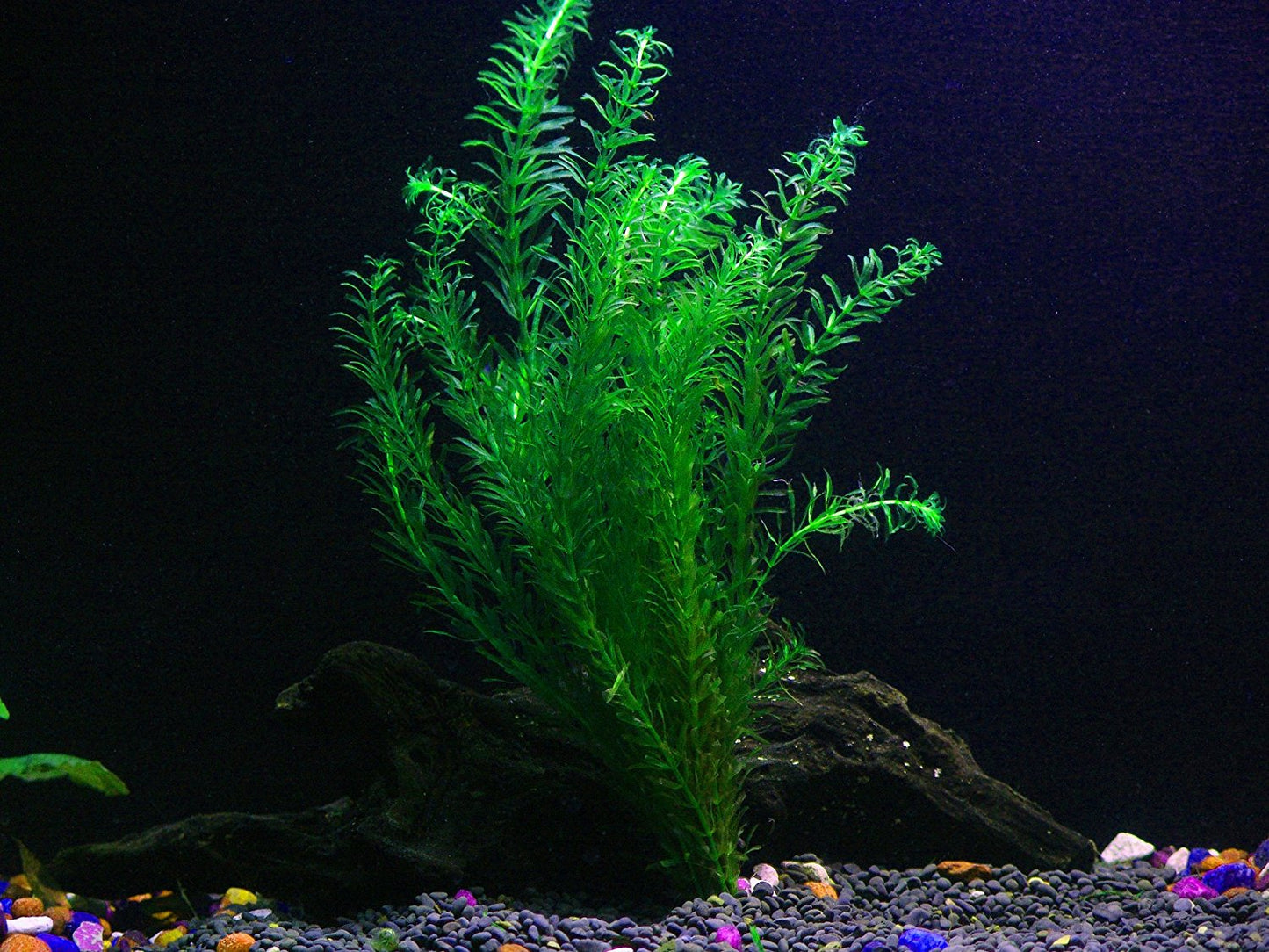 8 Species Aquarium Plants Bundle – Anacharis, Hornwort, Amazon Sword, Moneywort, Ludwigia and Cryptocoryne Aqua Leaf Aquatics