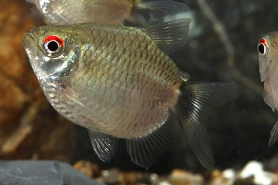 Balloon Red Eye Tetra PACK OF 6 TETRA Danaqua Live Fish & More