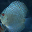 LEOPARD SNAKESKIN DISCUS DISCUS Danaqua Live Fish & More