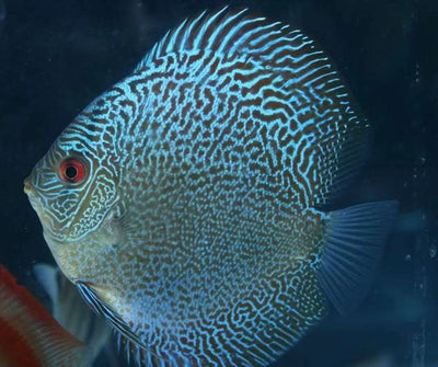 LEOPARD SNAKESKIN DISCUS DISCUS Danaqua Live Fish & More