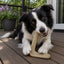 Hockey Stick Nylon Dog Chew Toy - Ultra-Durable for Aggressive Chewers USA Nylon Dog Toys SodaPup/True Dogs, LLC
