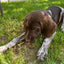 Quail Crunch Sticks Dog Treats, 10 Count Quail Spines Gourmet Dehydrated Healthy Dog Training Treats, Premium Flavors Promote Dental Health, No Artificial Additives for Happy Pets Quailz.com by Undique LLC