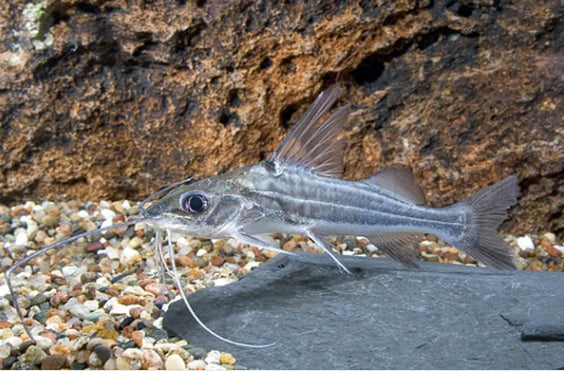 Four Line Pictus Catfish CATFISH Danaqua Live Fish & More