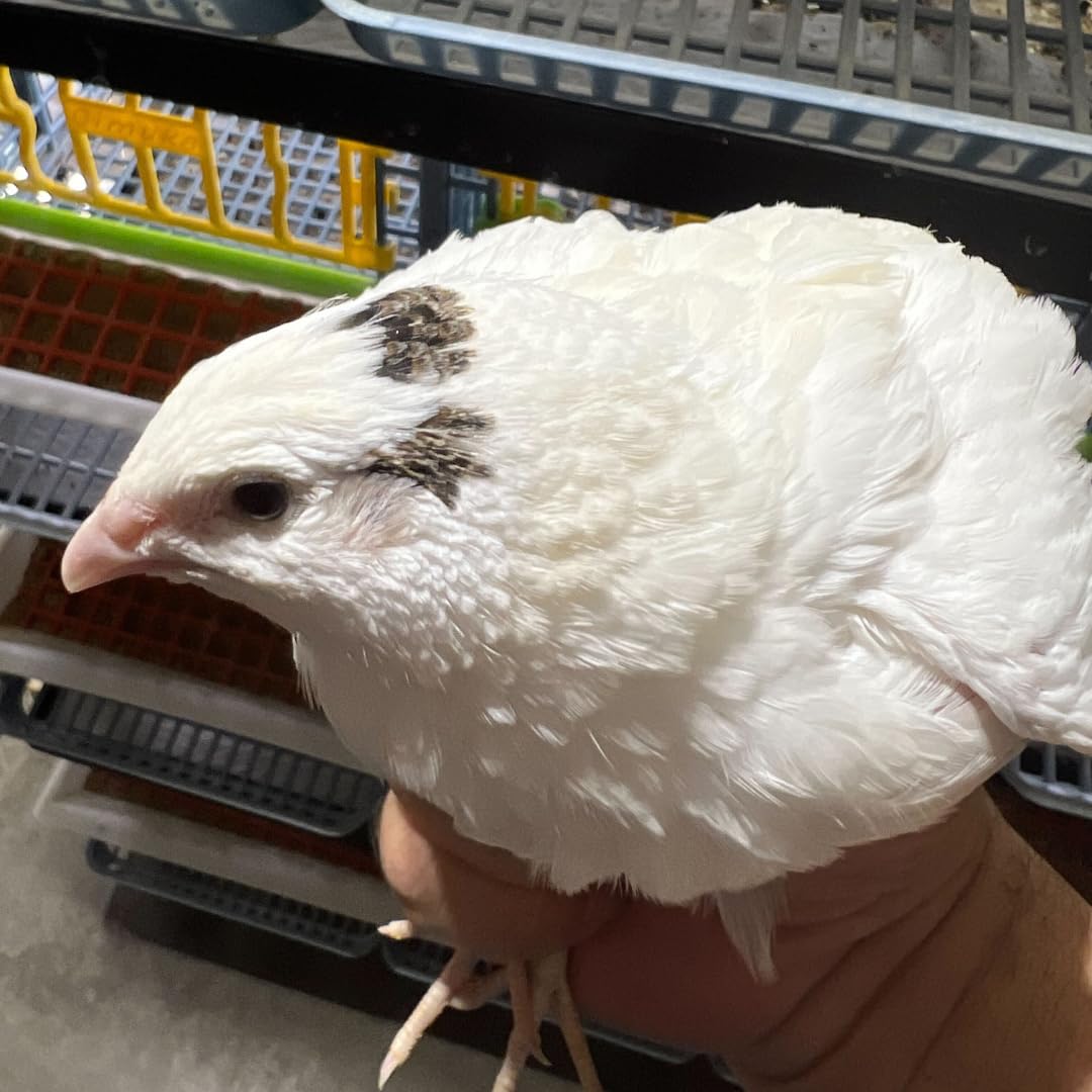 Jumbo White Coturnix Hatching Eggs - Premium Quail Eggs for Hatching - Perfect for Homesteaders, Breeders, Hobbyists - Freshly Collected for High Hatch Rates 24 Buddys Hatchery