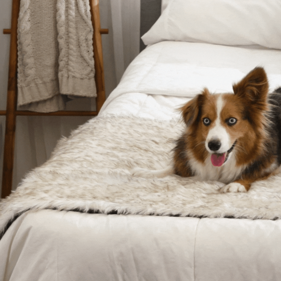 PupProtector™ Waterproof Bed Runner - White with Brown Accents Dog Blanket Paw.com