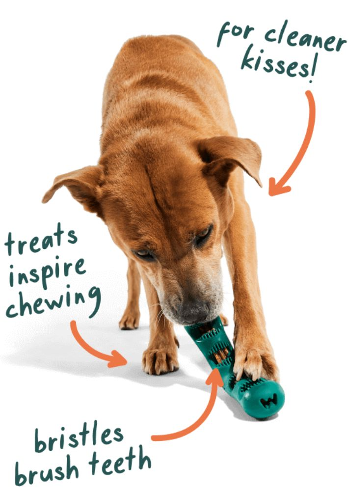 Bite n' Brush by Woof Enrichment Woof Pet