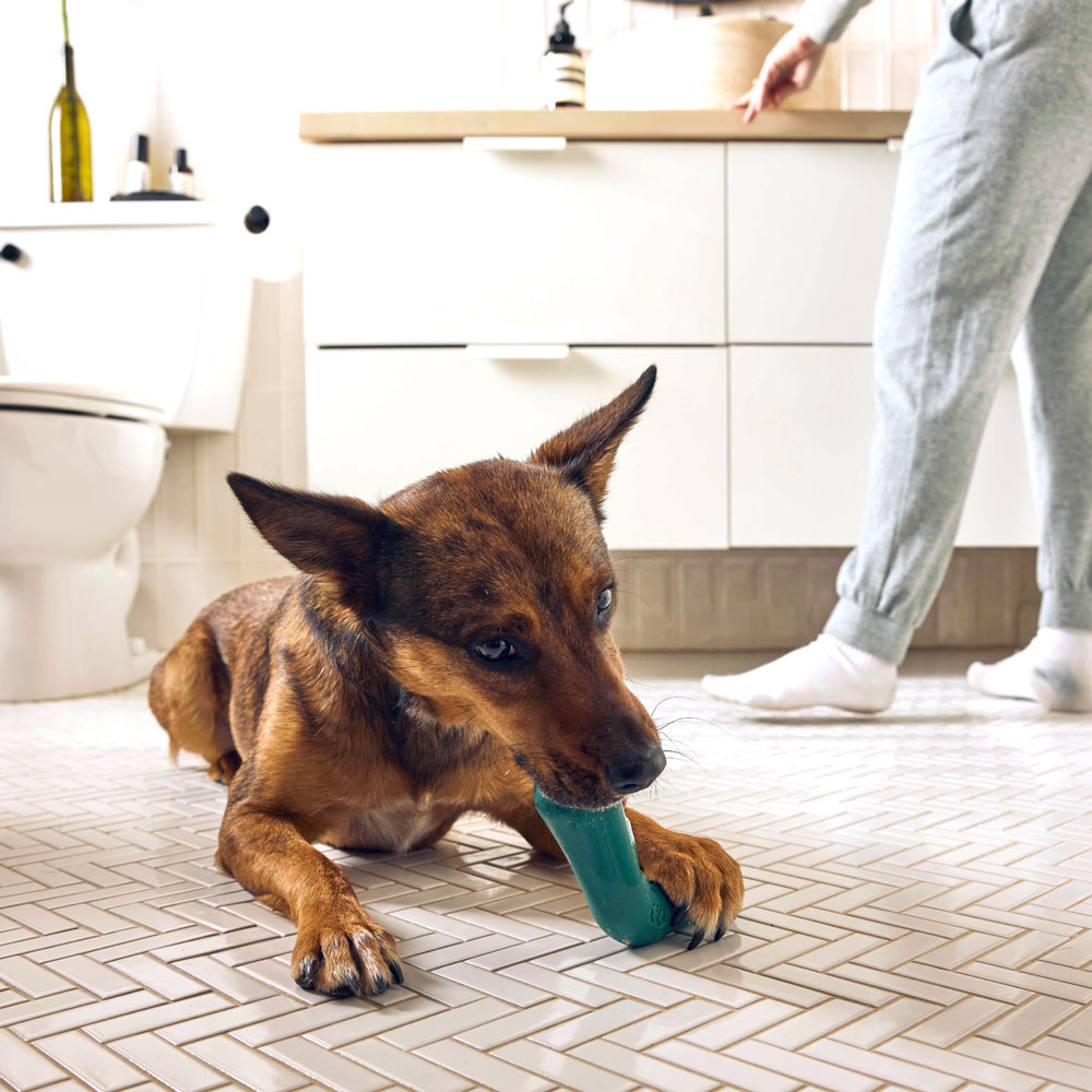 Bite n' Brush by Woof Enrichment Woof Pet