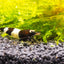 Black & White Shrimp SHRIMP Danaqua Live Fish & More