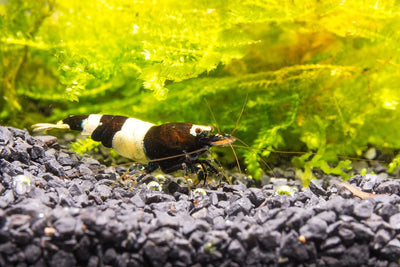 Black & White Shrimp SHRIMP Danaqua Live Fish & More