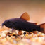 Black Venezuela Cory Catfish (Corydoras schultzei), Tank-Bred CORY Danaqua Live Fish & More