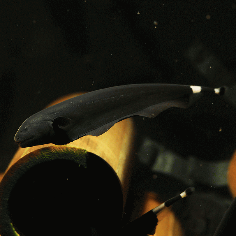 Black Ghost Knifefish KNIFEFISH Danaqua Live Fish & More