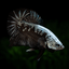 Betta Black Samurai (Male) BETTA Danaqua Live Fish & More