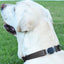 Herm Sprenger - ClicLock Safety Fastener for Flat-Style Collars - Stainless Steel Collars, Prong/Pinch Dog Collars Dogline