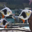 Blackberry Silver Dollar (Myleus schomburgkii) 2"-3" AMERICAN CICHLID Danaqua Live Fish & More
