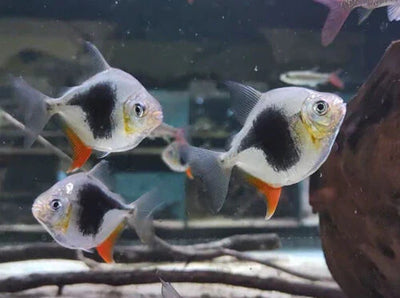 Blackberry Silver Dollar (Myleus schomburgkii) 2"-3" AMERICAN CICHLID Danaqua Live Fish & More