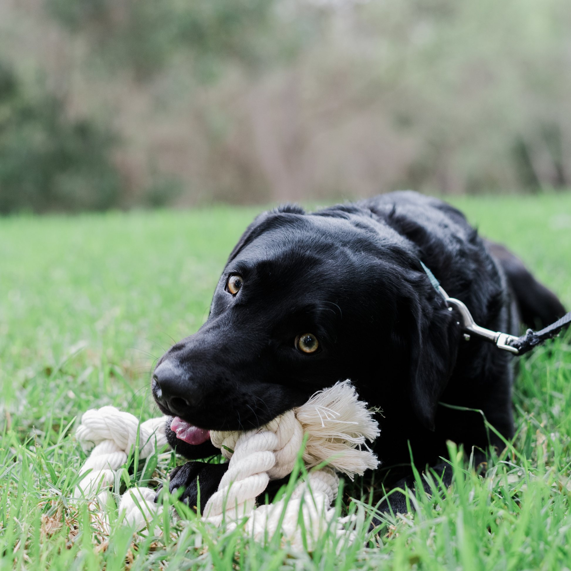 Boba & Vespa 100% Organic Cotton Rope Dog Toy - 5 Sizes Dog Ropes The Kind Pet