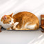 Double Cat Hammock and Climbing Bridge Combo Cat Bridge Catastrophic Creations