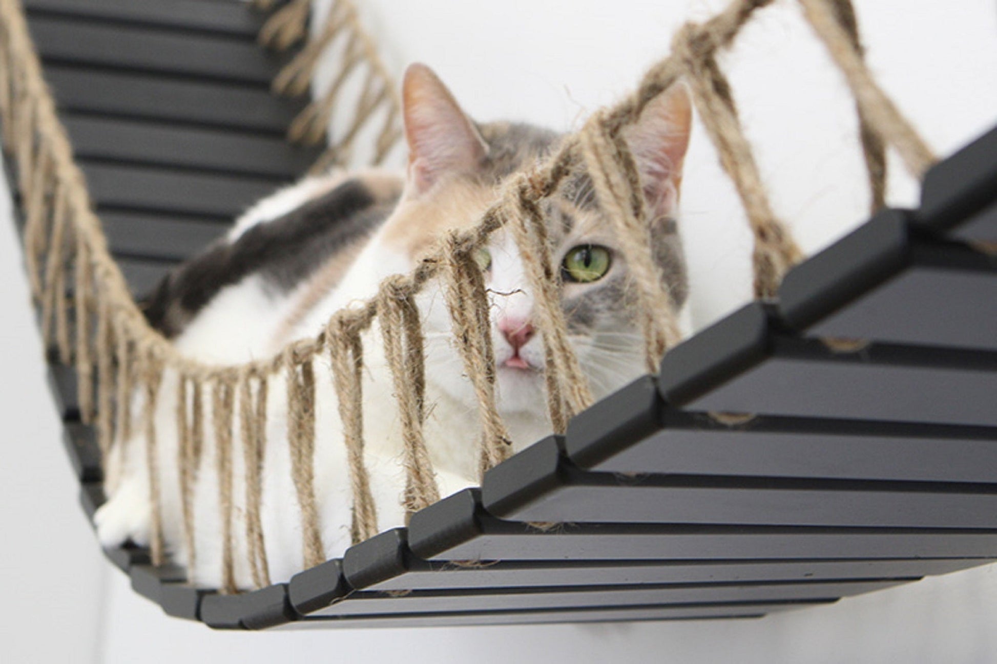 Cat Bridge for Wall Cat Bridge Catastrophic Creations