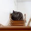 Cat Wall Bridge and Shelf Set Cat Bridge Catastrophic Creations