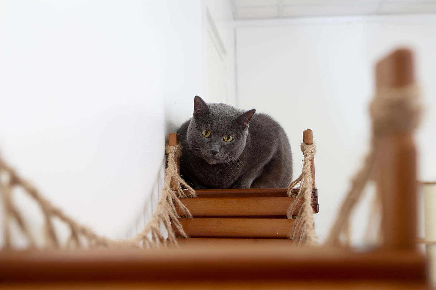 Cat Wall Bridge and Shelf Set Cat Bridge Catastrophic Creations