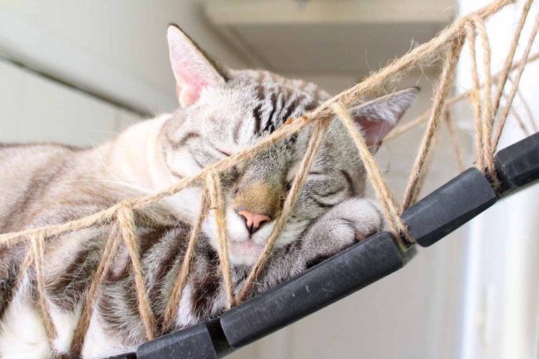Cat Wall Bridge and Shelf Set Cat Bridge Catastrophic Creations