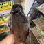 Button Quail Eggs -Eggs for Hatching Buddys Hatchery