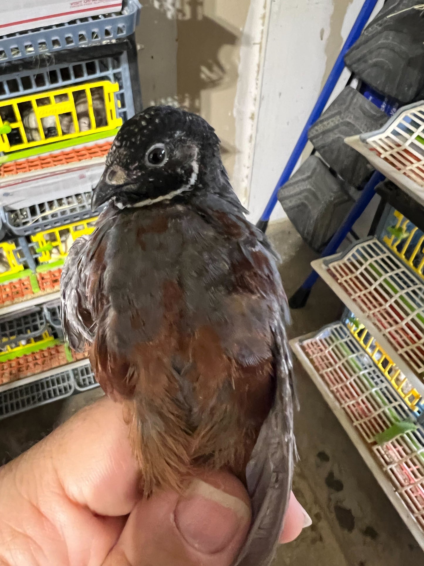Button Quail Eggs -Eggs for Hatching Buddys Hatchery