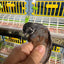 Button Quail Eggs -Eggs for Hatching Buddys Hatchery