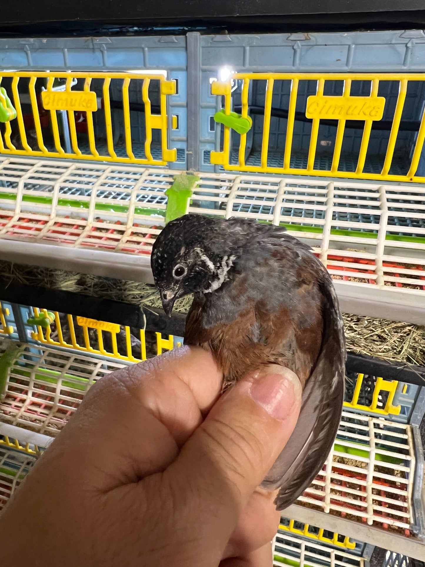 Button Quail Eggs -Eggs for Hatching Buddys Hatchery
