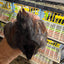 Button Quail Eggs -Eggs for Hatching 6 Buddys Hatchery