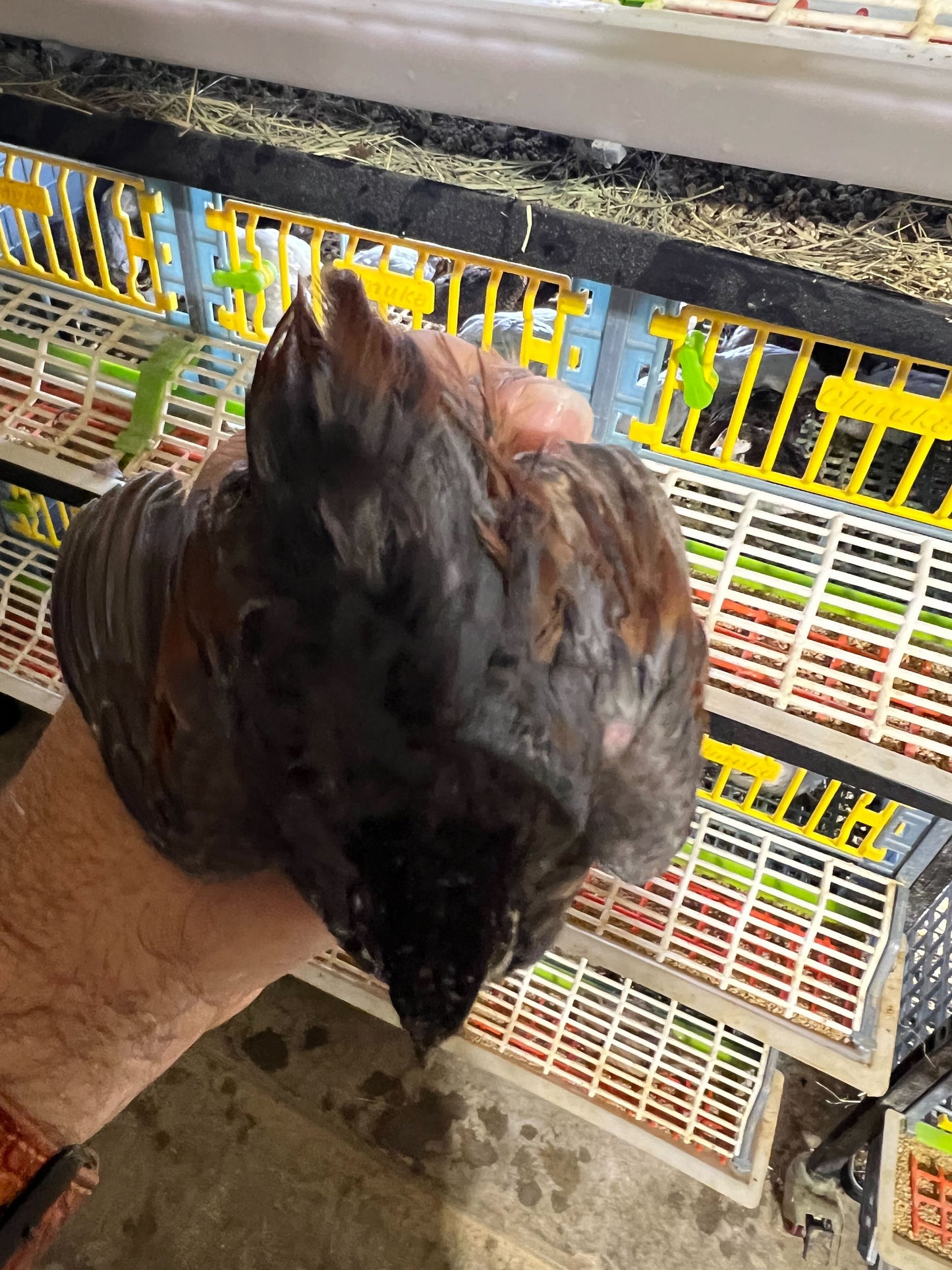 Button Quail Eggs -Eggs for Hatching 6 Buddys Hatchery