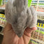 Button Quail Eggs -Eggs for Hatching Buddys Hatchery