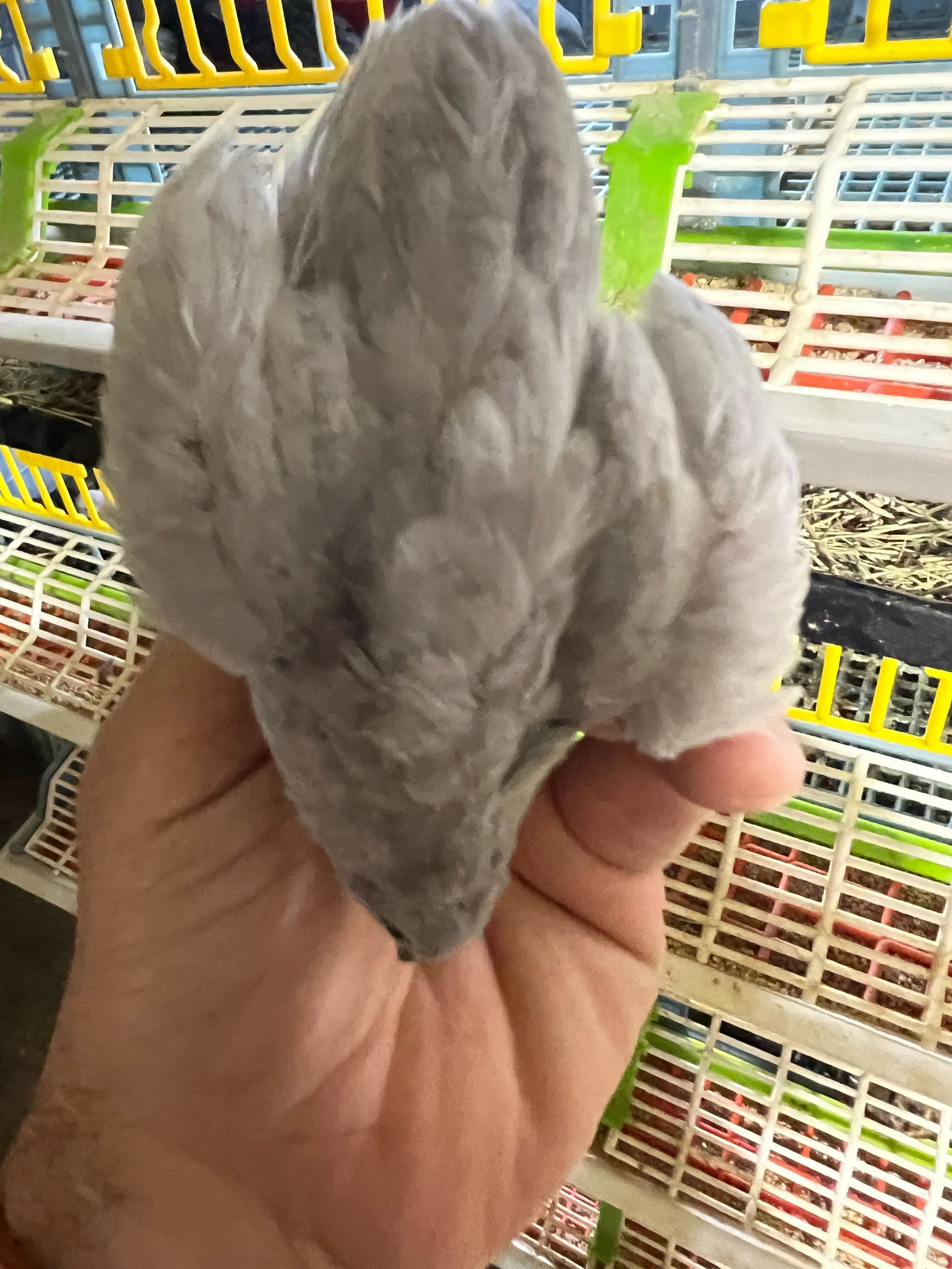 Button Quail Eggs -Eggs for Hatching Buddys Hatchery
