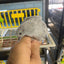 Button Quail Eggs -Eggs for Hatching Buddys Hatchery