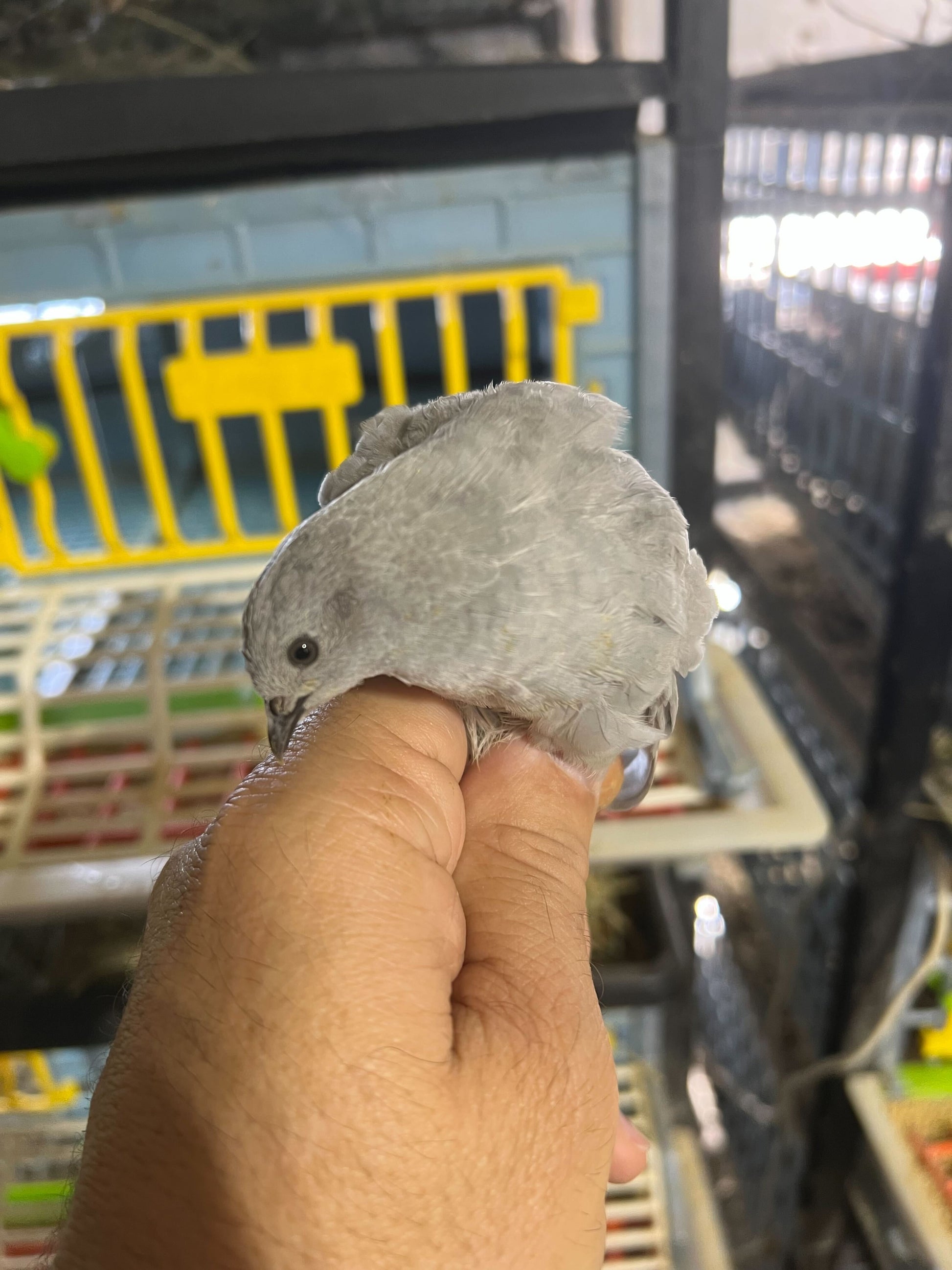 Button Quail Eggs -Eggs for Hatching Buddys Hatchery