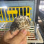 Button Quail Eggs -Eggs for Hatching Buddys Hatchery