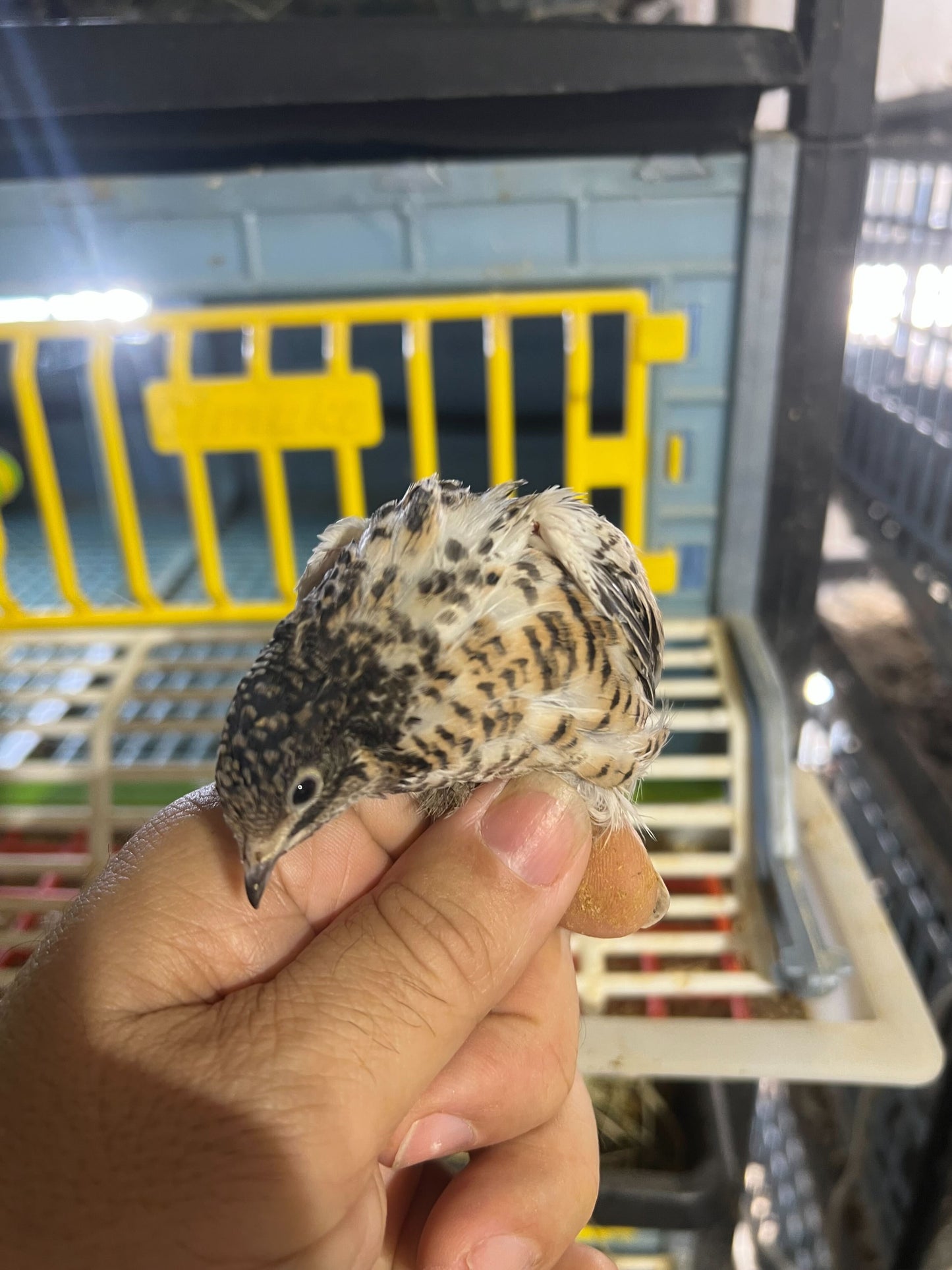 Button Quail Eggs -Eggs for Hatching Buddys Hatchery
