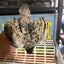 Button Quail Eggs -Eggs for Hatching 12 Buddys Hatchery