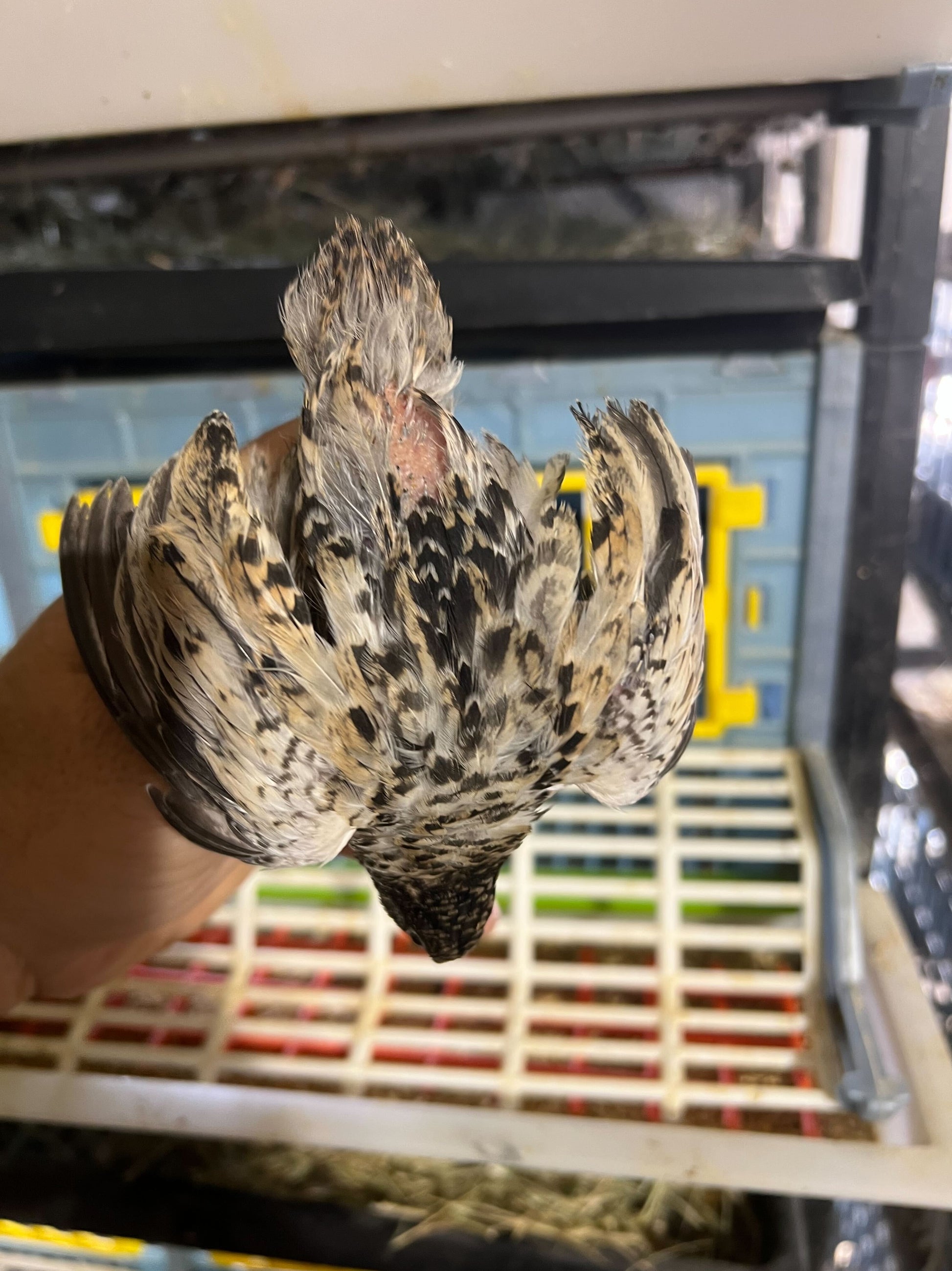 Button Quail Eggs -Eggs for Hatching 12 Buddys Hatchery