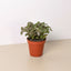 Fittonia 'Pink' 4" Pot Indoor Plants House Plant Shop